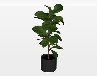 植物盆栽su免费模型下载(1)