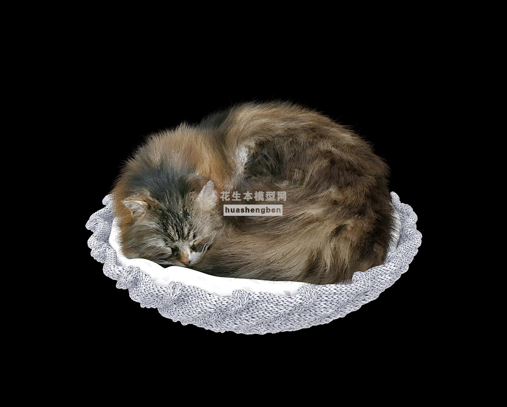 现代家禽类动物猫.宠物猫3d模型下载(1)