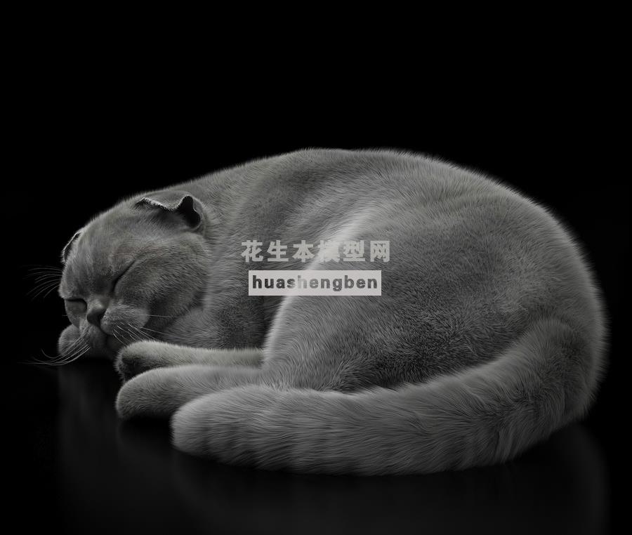 美国短毛宠物猫动物3d模型下载(1)